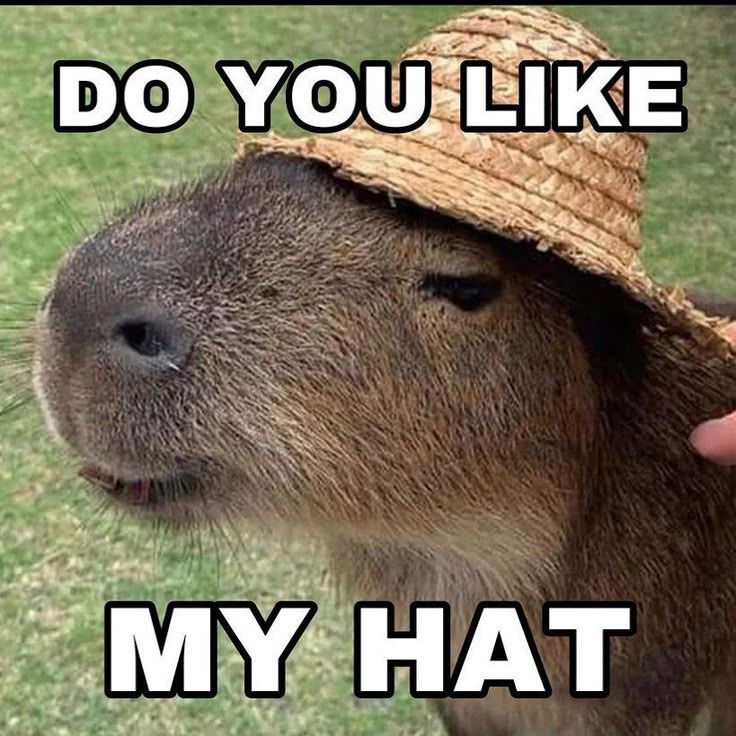 Capybara